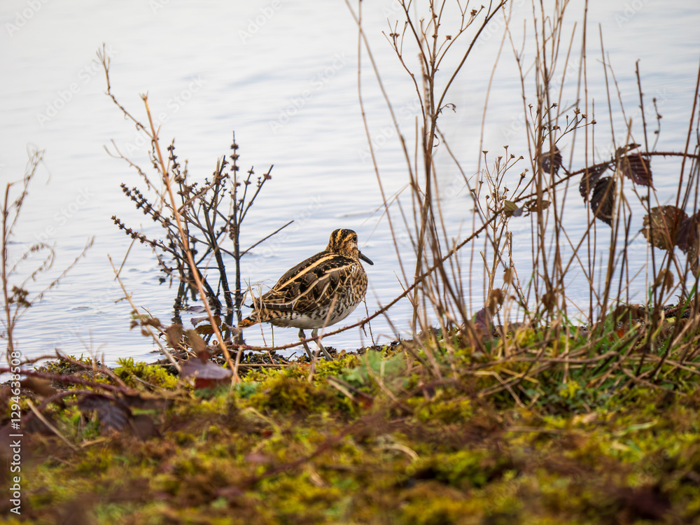 Common Snipe on an Edge of a Lake