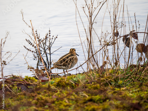 Obraz na płótnie Common Snipe on an Edge of a Lake w salonie