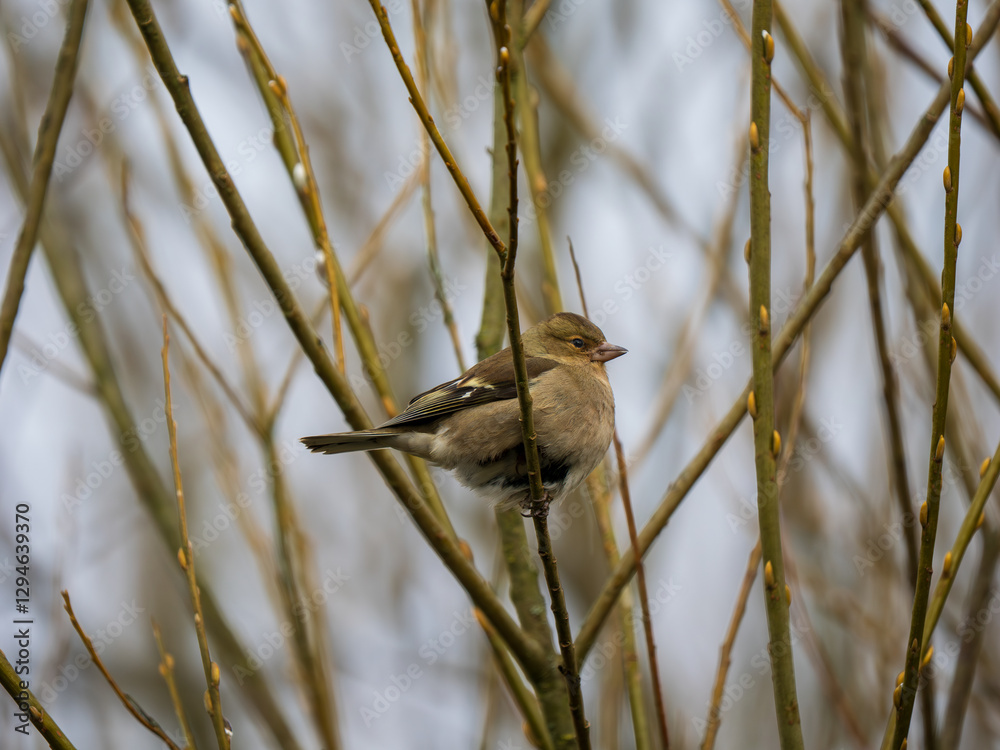 Female Chaffinch Perced in a Tree