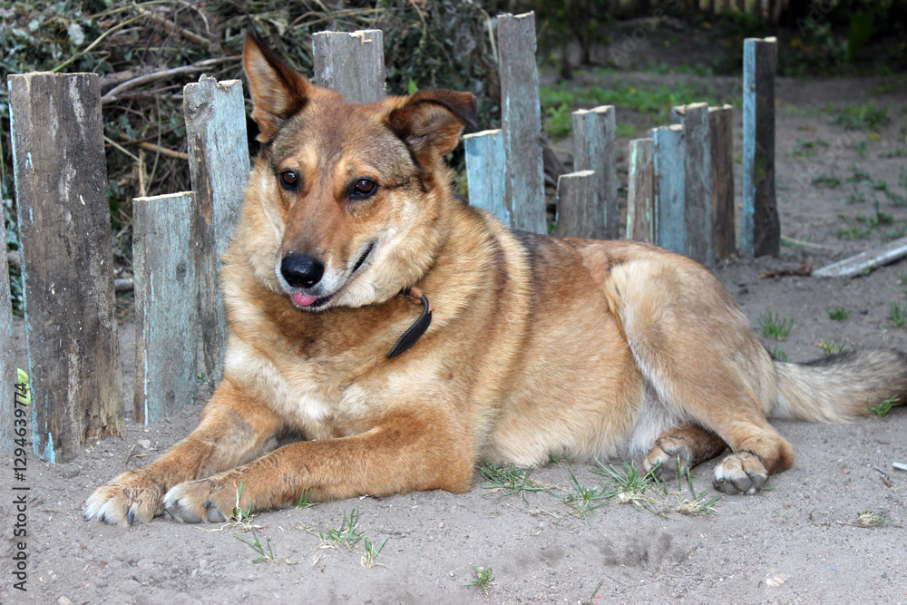 Dog resting peacefully beside a rustic wooden fence in a natural setting during the day Dog resting peacefully beside a rustic wooden fence in a natural setting during the day