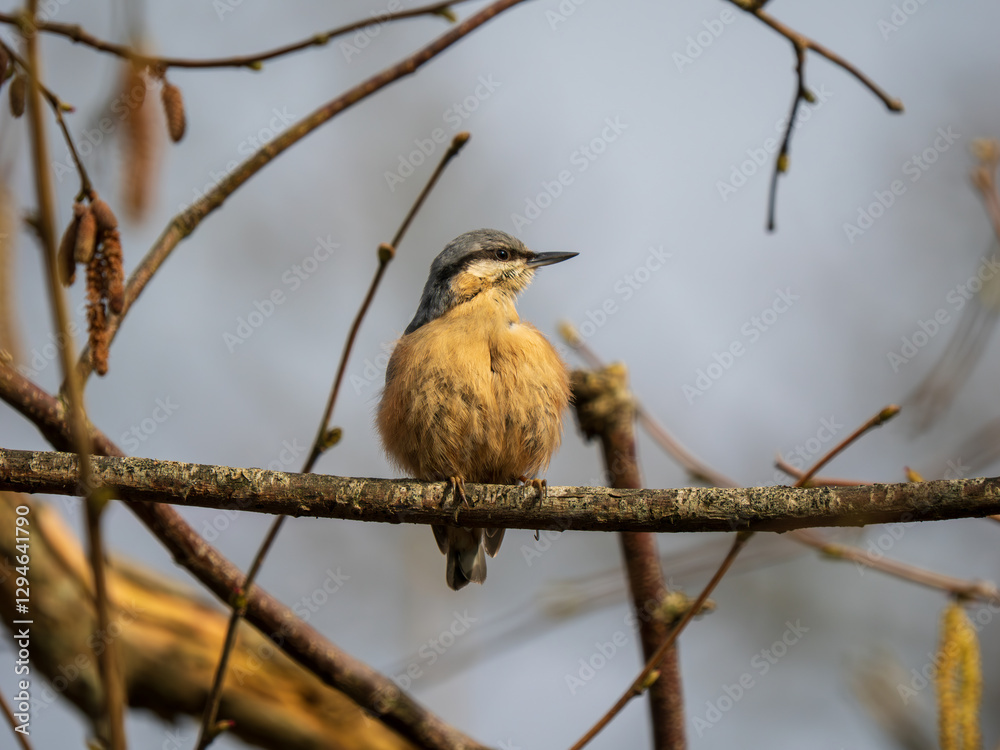 Nuthatch Perched on a Branch