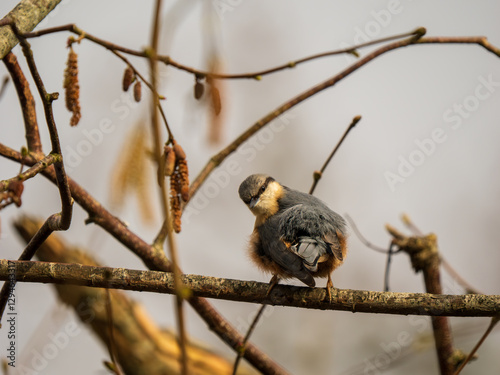 Obraz na płótnie Nuthatch Perched on a Branch w salonie
