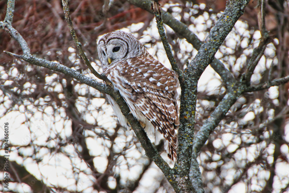 Obraz premium Female Northern Barred owl,species Strix Varia,perched on a branch during February, Winter at the Fletcher Wildlife Garden inside the Dominion Arboretum in Ottawa,Ontario,Canada