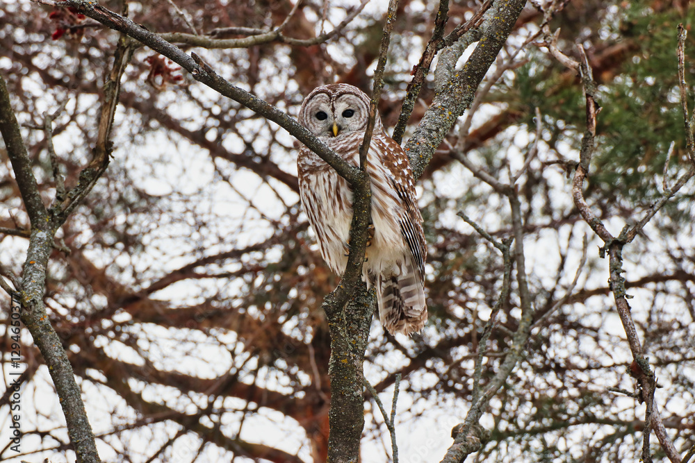 Woodland forest setting of a mature Female Northern Barred owl,species Strix Varia during February, Winter at the Fletcher Wildlife Garden inside the Dominion Arboretum in Ottawa,Ontario,Canada
