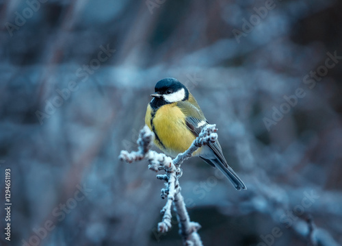 tit bird sitting on a frost covered branch in winter garden
