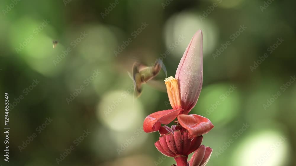 Flying White-necked Jacobin next to pinky red flower. Hummingbird Florisuga mellivora, from Rancho Naturalista in Costa Rica in the nature habitat.