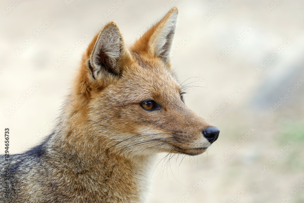Obraz premium Andean Fox (Lycalopex culpaeus) portrait