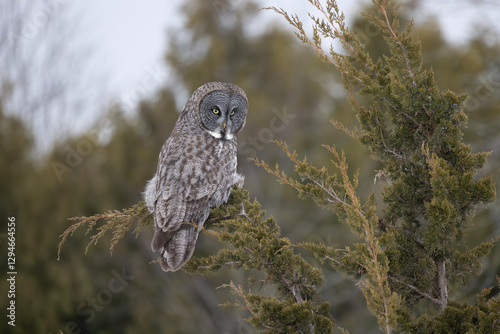 great gray owl strix nebulosa perched looking for prey