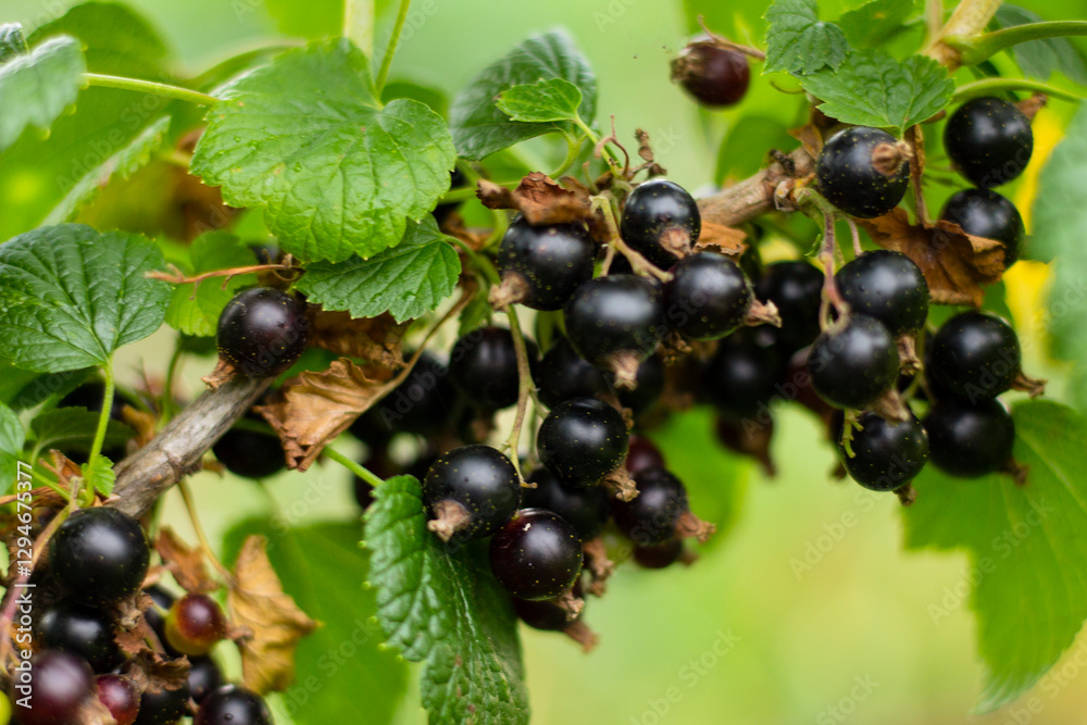black currant berries,black currant close-up black currant berries,black currant close-up