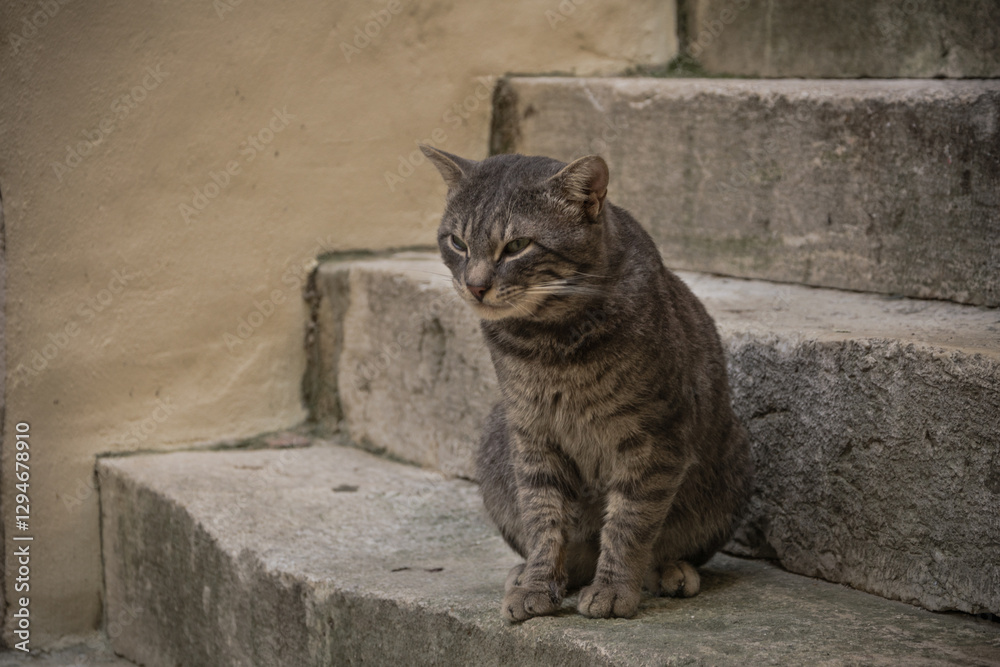 cat on stairs