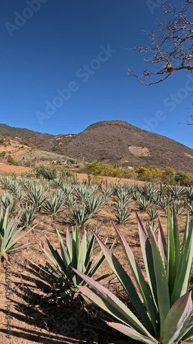 Agave for Mezcal drink in the mexican desert