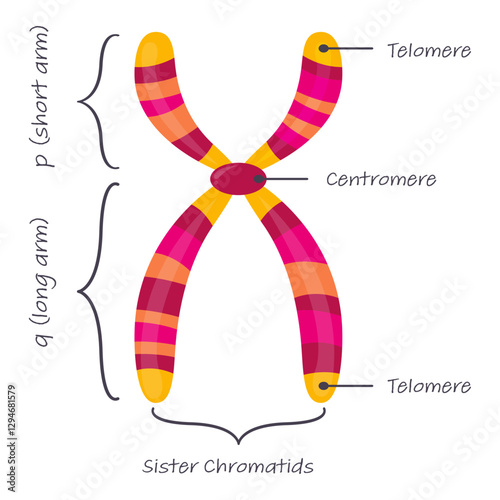 Diagram of autosome chromosome educational science graphic