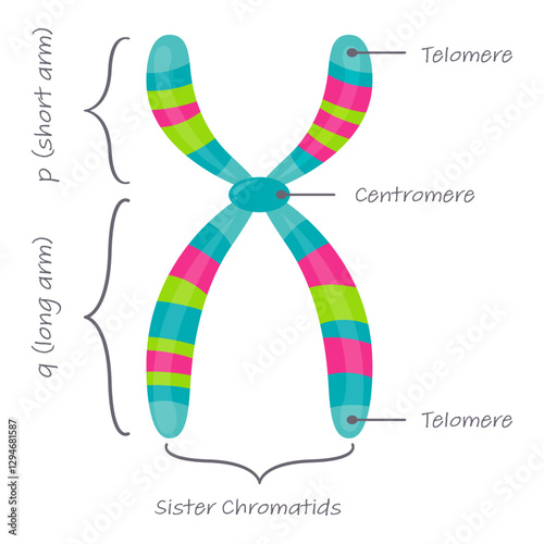 Diagram of autosome chromosome educational science graphic