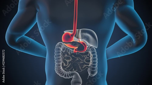 Anatomy of human stomach with digestive organs