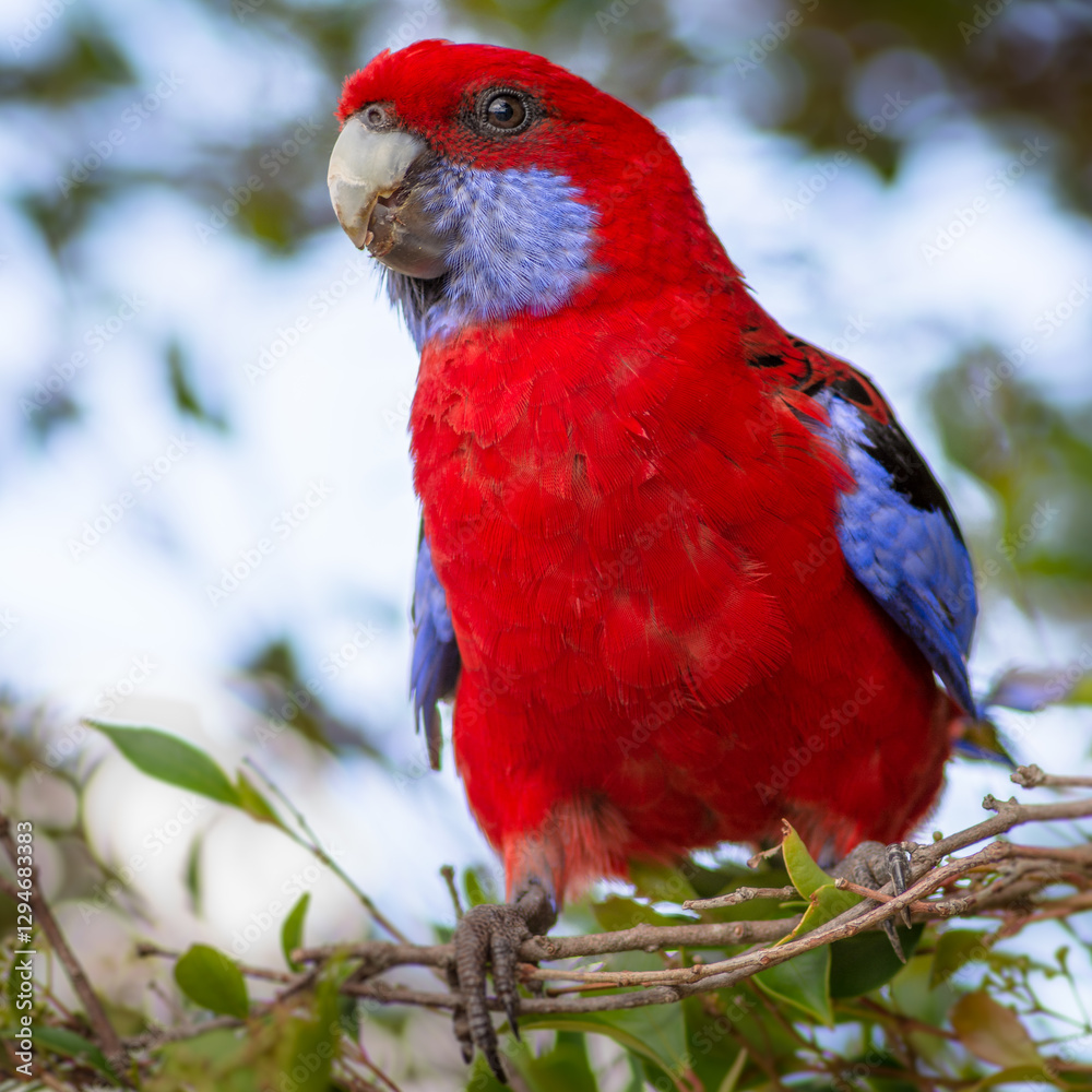 Obraz premium red macaw