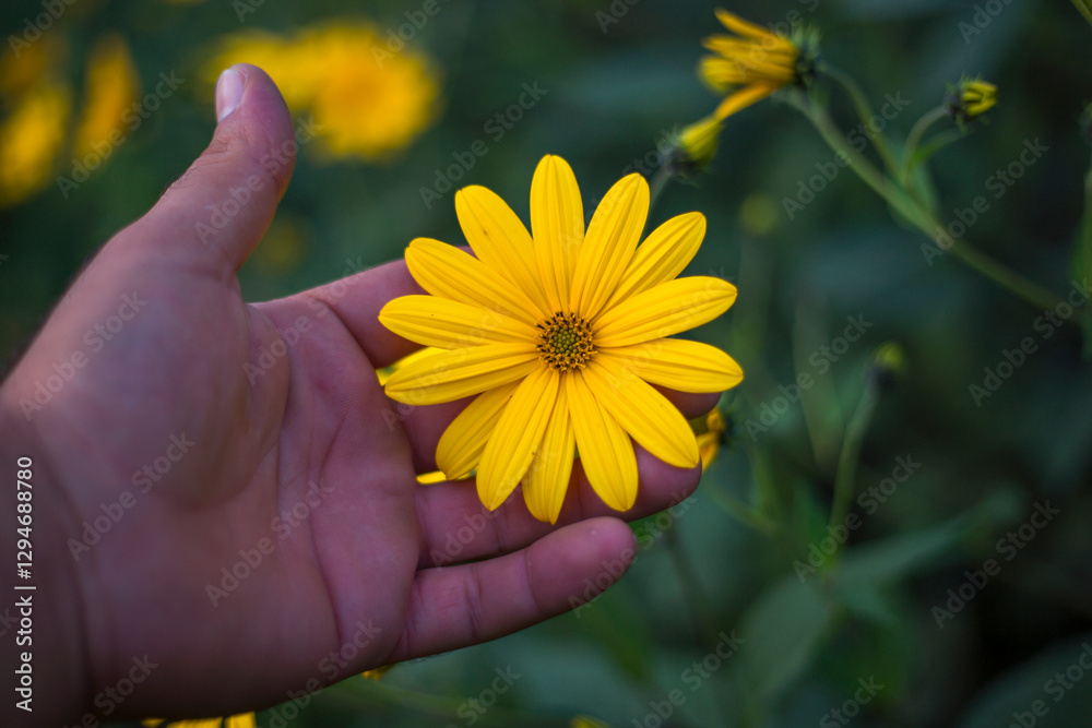 Close-up view of a yellow flower on a green background. Summer, floristics, Close-up view of a yellow flower on a green background. Summer, floristics,
