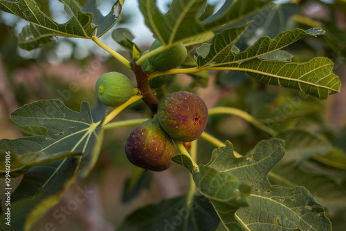 Figs on a branch of figs
