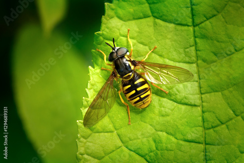 Gemeine Wespenschwebfliege (Chrysotoxum cautum) Männchen dorsal, sitzt am Rand von einem grünen Blatt - Baden-Württemberg, Deutschland photo