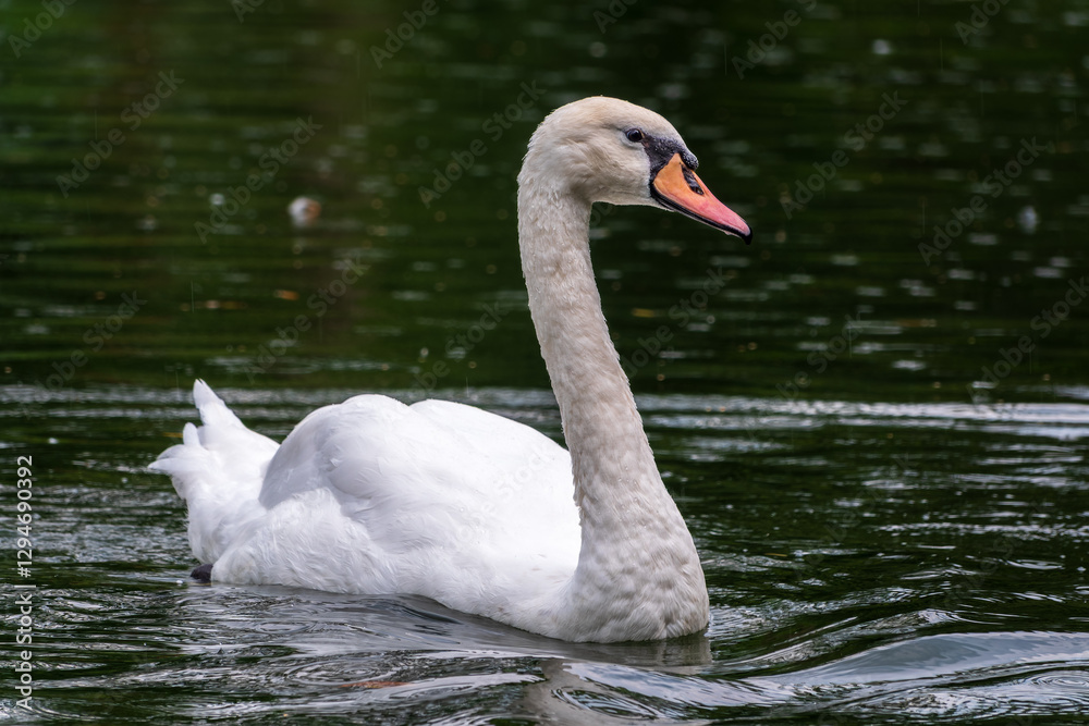 A graceful white swan swimming on a lake with dark water. The white swan is reflected in the water A graceful white swan swimming on a lake with dark water. The white swan is reflected in the water