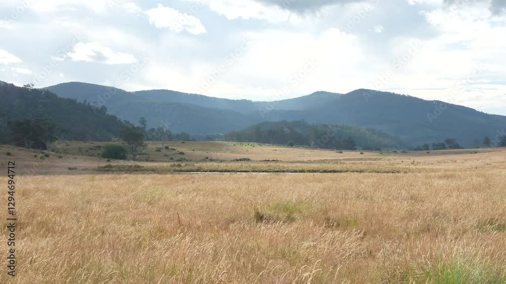 beautiful cattle in Australia eating grass, grazing on pasture. Herd of cows free range beef being regenerative raised on an agricultural farm. Sustainable farming beautiful cattle in Australia eating grass, grazing on pasture. Herd of cows free range beef being regenerative raised on an agricultural farm. Sustainable farming