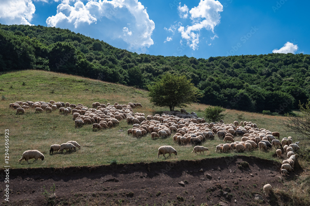 A flock of sheep in george Cheile Turzi in Romania
