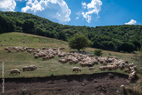 Obraz na płótnie A flock of sheep in george Cheile Turzi in Romania w salonie