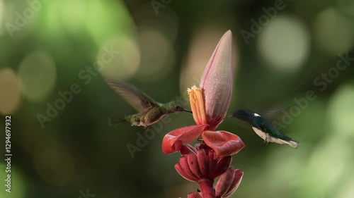 Flying White-necked Jacobin next to pinky red flower. Hummingbird Florisuga mellivora, from Rancho Naturalista in Costa Rica in the nature habitat.