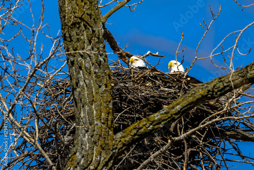 eagle nest on a tree