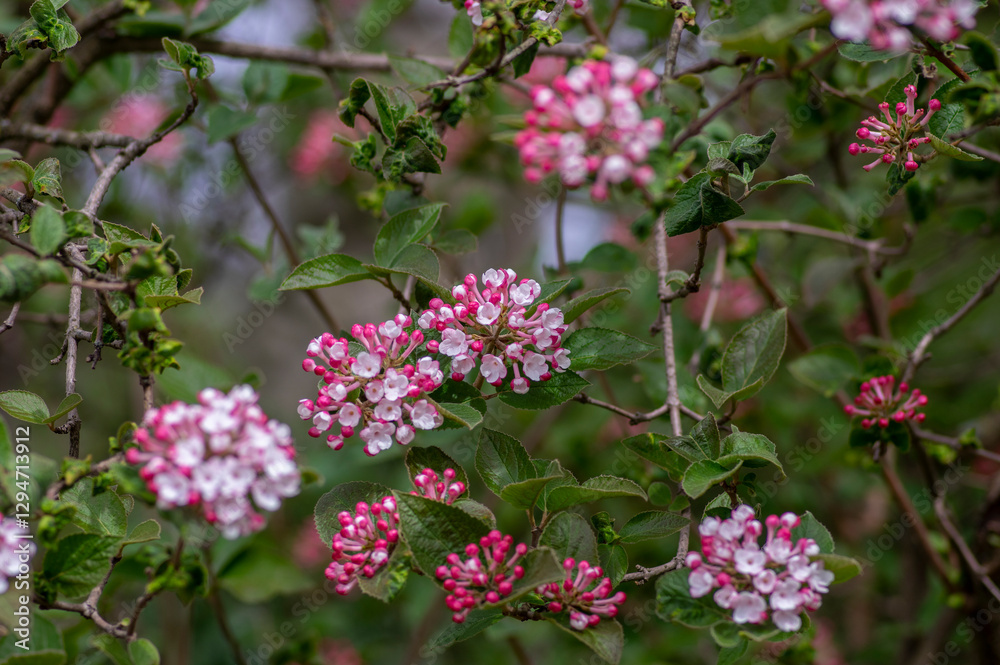 Viburnum bodnantense early spring flowering shrub, group of pink white flowers and buds in bloom with green leaves