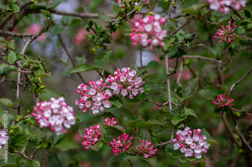 Obraz na płótnie Viburnum bodnantense early spring flowering shrub, group of pink white flowers and buds in bloom with green leaves w salonie