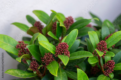 Skimmia japonica rubella japanese flowers in bloom, beautiful ornamental early spring ping white flowering shrub with buds