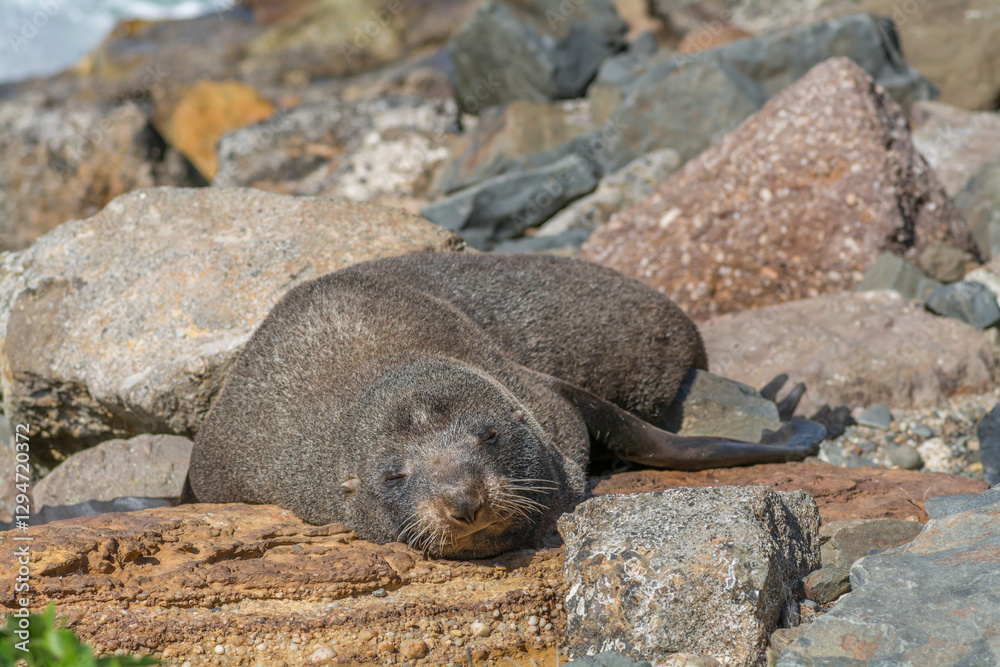 Fototapeta premium Fur seal (sea lion) on rocks at shore