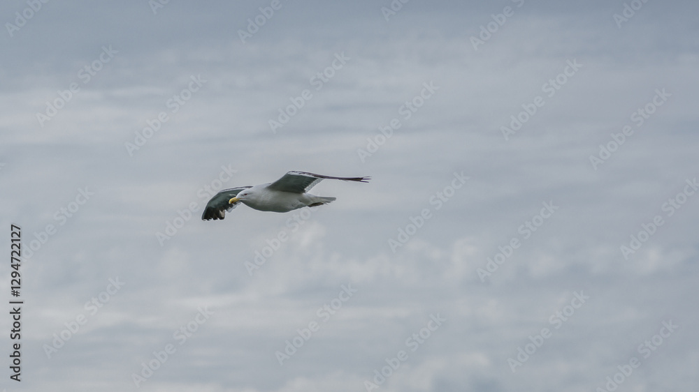 Obraz premium Seagull flying