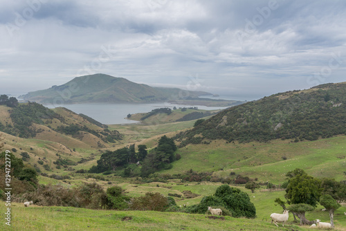 Rural New Zealand with scenic views and sheep