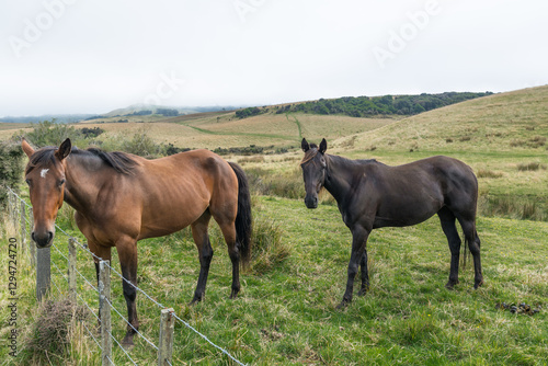 Horses