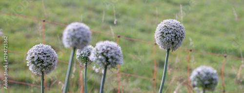 White onion blossoms against a green background.