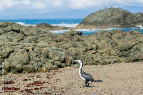 Pied cormorant shag photo