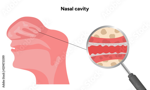 Healthy Nose Nasal cavity medical diagram