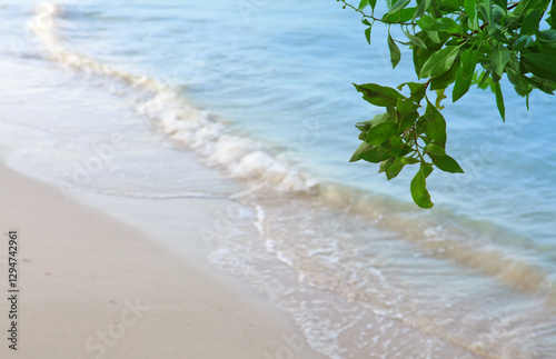 Fototapeta Naklejka Na Ścianę i Meble -  Tropical tree branch on the Caribbean beach .