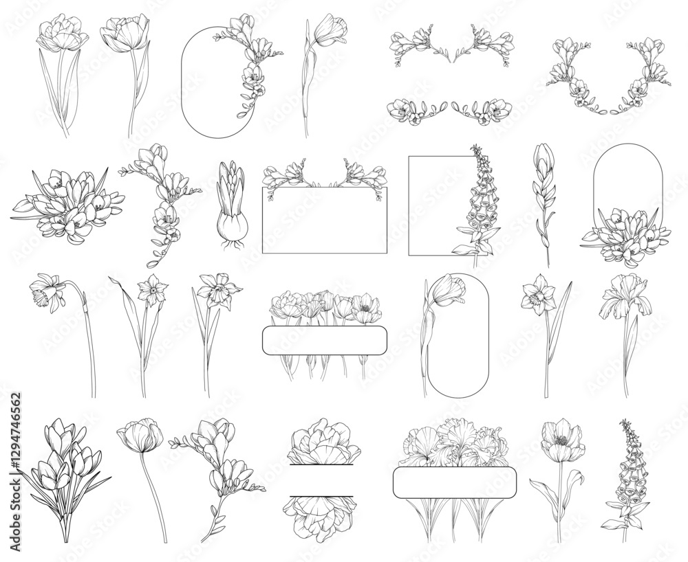 Collection of spring flowers (tulips, iris, freesia, narcissus, crocus) bouquets and frames, botanical line drawing, vector floral line art illustration for wedding, logo, advertising, packaging