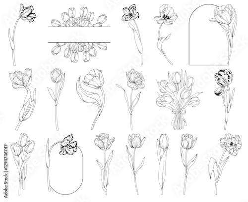 Collection of spring tulip flowers, bouquets and frames, botanical line drawing, vector floral line art illustration for wedding, logo, advertising, packaging