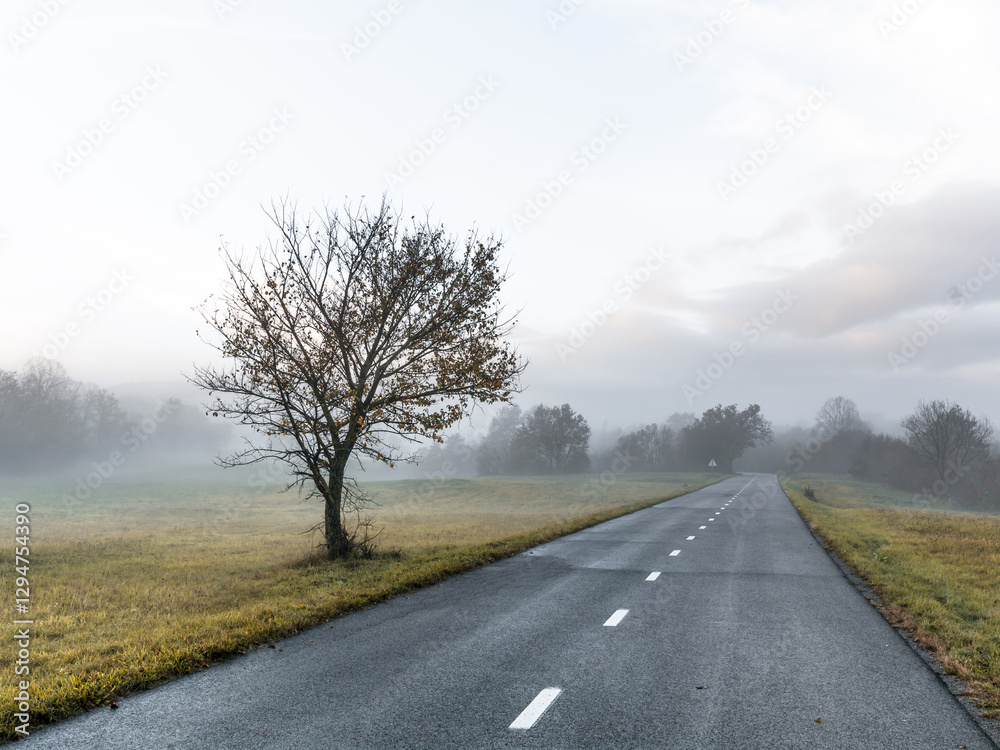 Fototapeta premium solitary tree next to road