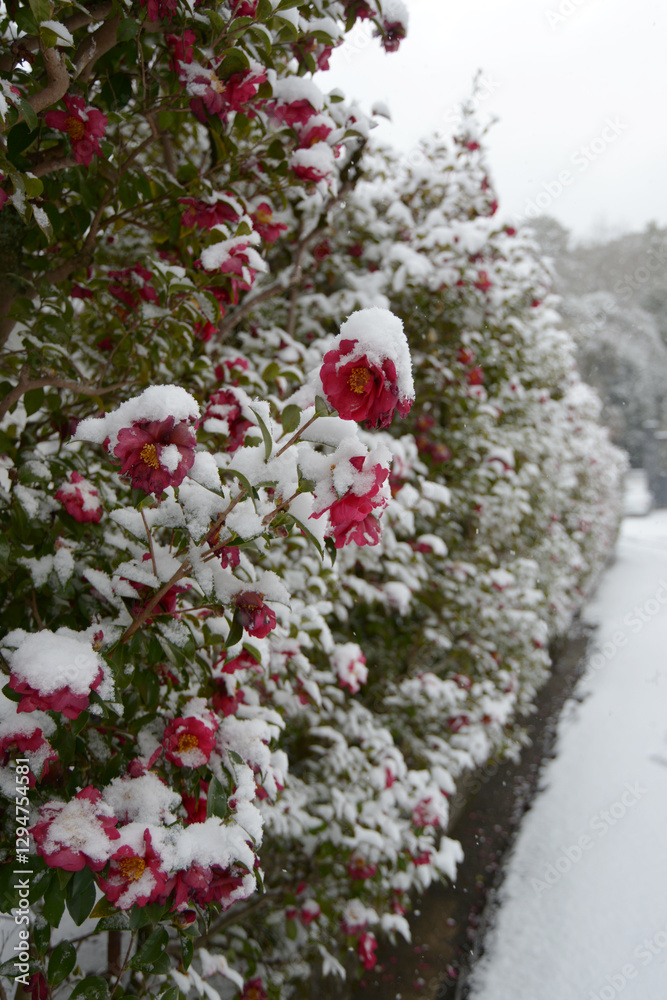 Naklejka premium 雪の南禅寺 境内の積雪 京都市左京区