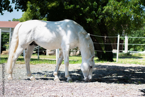 White lipicanec horse feeding in shade at Lipica photo