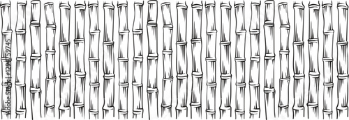 Sugarcane stems pattern. Hand drawn ink bamboo background with stem, branch. For organic eco friendly packaging. Vector illustration on white background.