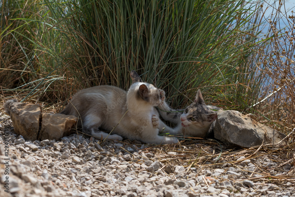 Fototapeta premium 2 cats fighting with sea view