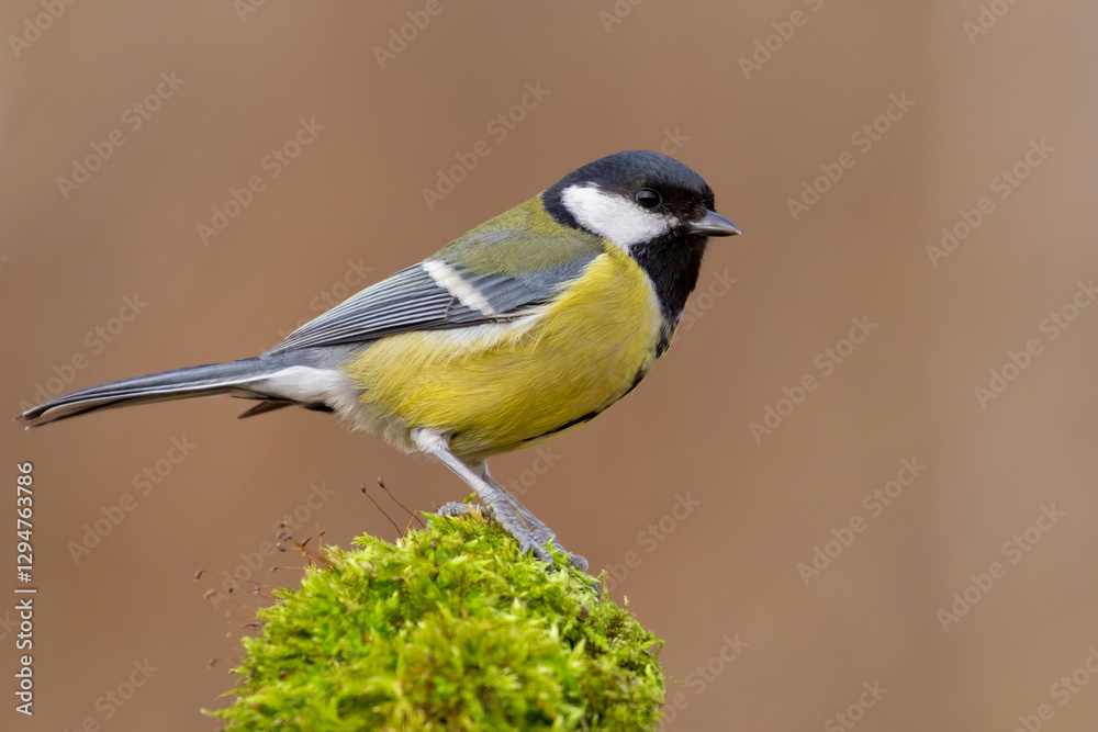 Naklejka premium great tit parus major on moss