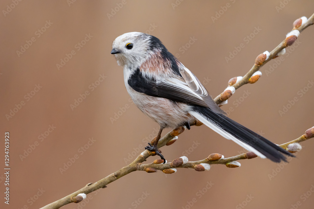 Fototapeta premium Long-tailed tit on willow catkins