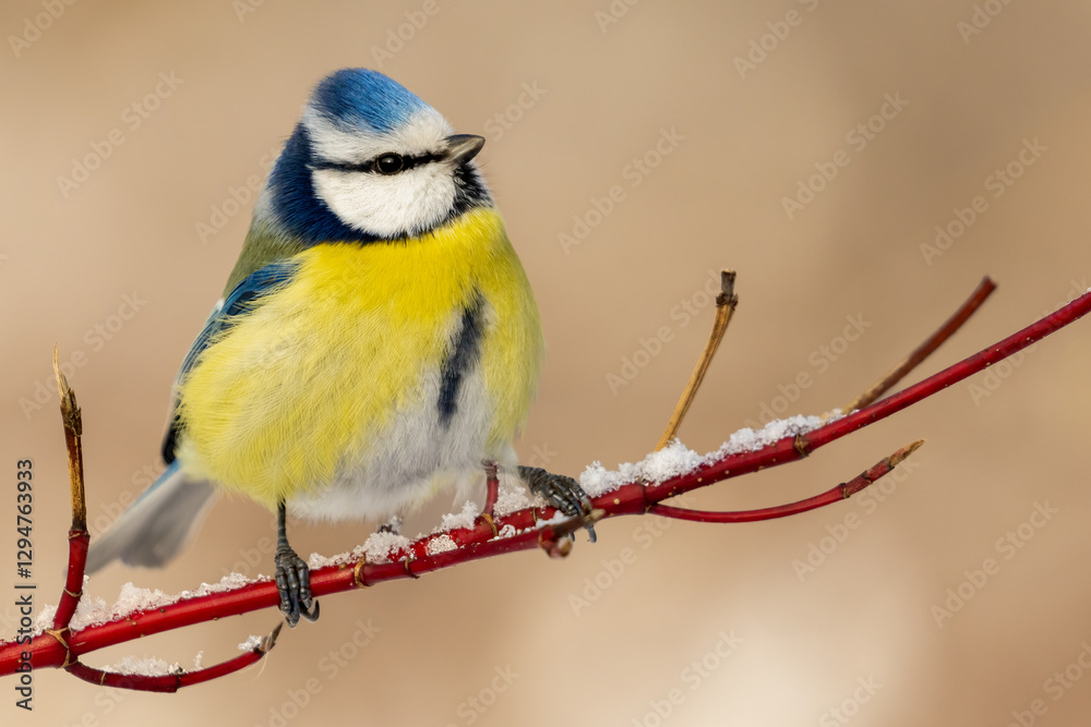 Fototapeta premium blue tit on a snowy branch