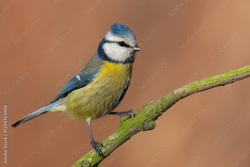 Fototapeta premium blue tit on a mossy branch
